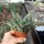 Aloe-Hybr. Doran Black