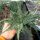 Aloe-Hybr. Doran Black