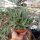 Aloe-Hybr. Doran Black