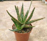 Aloe cv. Vito