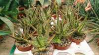 Aloe cv. Vito