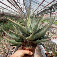 Aloe aculeata cv. Wilderness