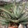 Aloe aculeata cv. Wilderness