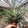 Aloe aculeata cv. Wilderness