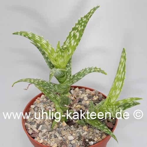 Aloe concinna
