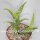 Aloe concinna