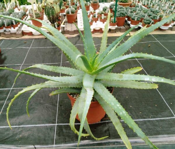 Aloe arborescens