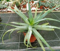 Aloe arborescens