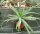Aloe arborescens
