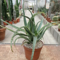 Aloe arborescens v. frutescens