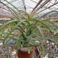 Aloe arborescens v. frutescens