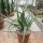 Aloe arborescens v. frutescens