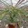 Aloe arborescens v. frutescens