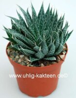Aloe aristata