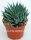 Aloe aristata