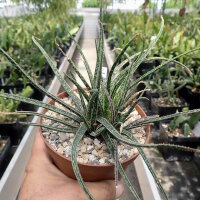 Aloe bellatula CITES, not outside EU