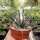 Aloe bellatula CITES, not outside EU