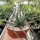 Aloe bellatula CITES, not outside EU