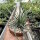 Aloe bellatula CITES, not outside EU