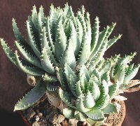 Aloe brevifolia