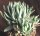 Aloe brevifolia