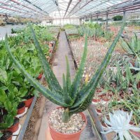 Aloe camperi