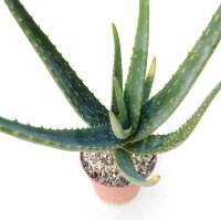 Aloe camperi