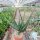 Aloe camperi