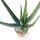 Aloe camperi