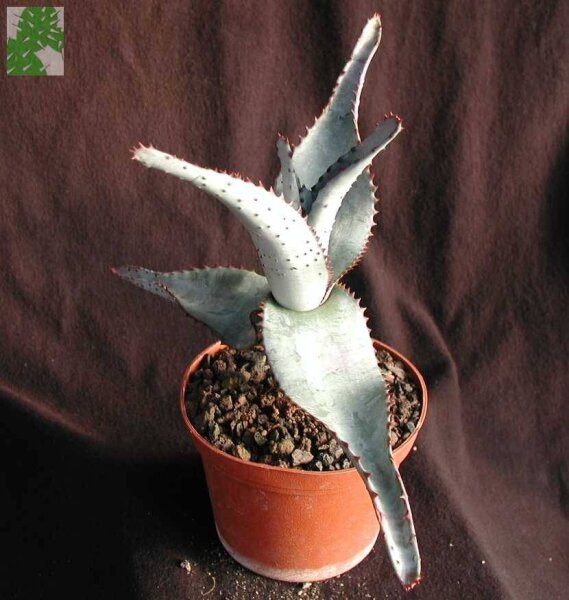 Aloe capitata v. quarziticola