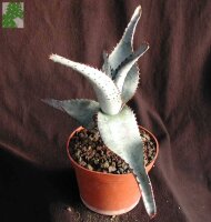 Aloe capitata v. quarziticola