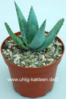 Aloe claviflora