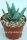 Aloe claviflora
