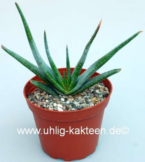 Aloe compressa CITES, not outside EU