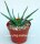 Aloe compressa CITES, not outside EU