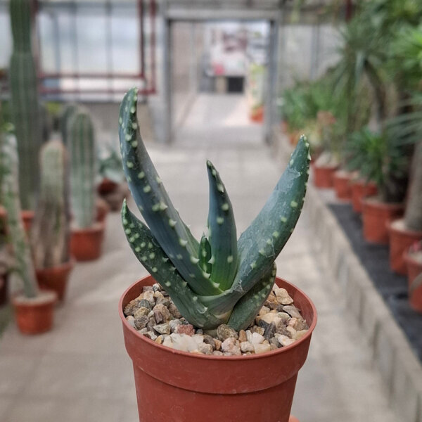 Aloe comptonii