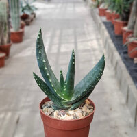 Aloe comptonii