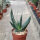 Aloe comptonii