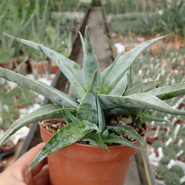 Aloe deltoideodonta Madagaskar