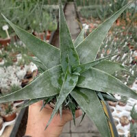 Aloe deltoideodonta Madagaskar