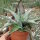 Aloe deltoideodonta Madagaskar