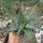 Aloe deltoideodonta Madagaskar