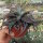 Aloe deltoideodonta Madagaskar