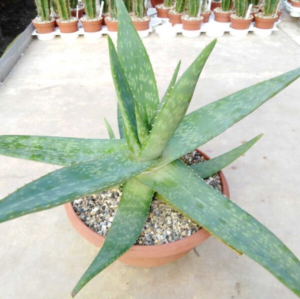 Aloe deltoideodonta v. brevifolia    CITES, not outside EU