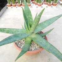 Aloe deltoideodonta v. brevifolia    CITES, not outside EU