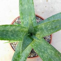 Aloe deltoideodonta v. brevifolia    CITES, not outside EU