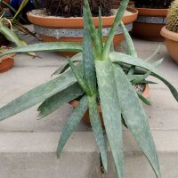 Aloe deltoideodonta v. brevifolia    CITES, not outside EU