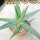 Aloe deltoideodonta v. brevifolia    CITES, not outside EU
