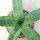 Aloe deltoideodonta v. brevifolia    CITES, not outside EU