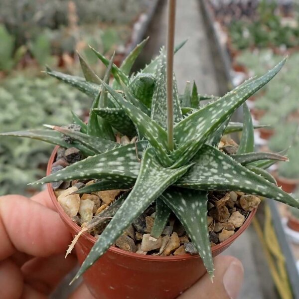 Aloe descoingsii-Hybr.    CITES, not outside EU
